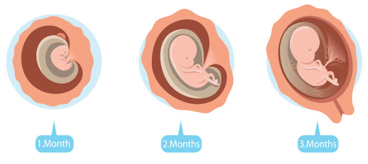شهور الحمل